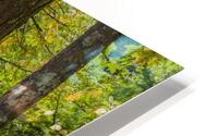 Cedar Grove 2 HD Metal print