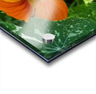 Orange nasturtium 2 Acrylic print
