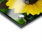 Sunflower with bumblebee Acrylic print