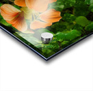 Nasturtium peach Acrylic print