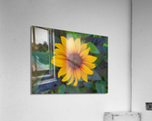 Rustic daisy flower 2 Acrylic Print