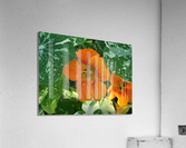 Orange nasturtium 2 Acrylic Print