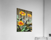 Rustic daisy Acrylic Print