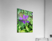 Purple flower Acrylic Print