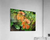 Nasturtium peach Acrylic Print