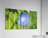 Morning glory Acrylic Print