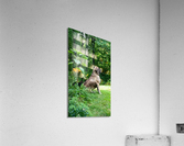 Mastiff pose Acrylic Print