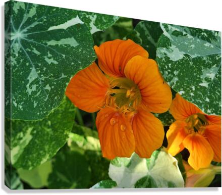 Orange nasturtium 2 Canvas Print