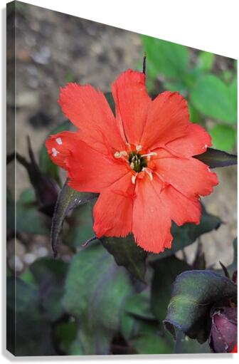 Coral flower Canvas Print