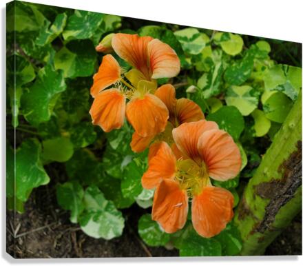 Nasturtium peach Canvas Print