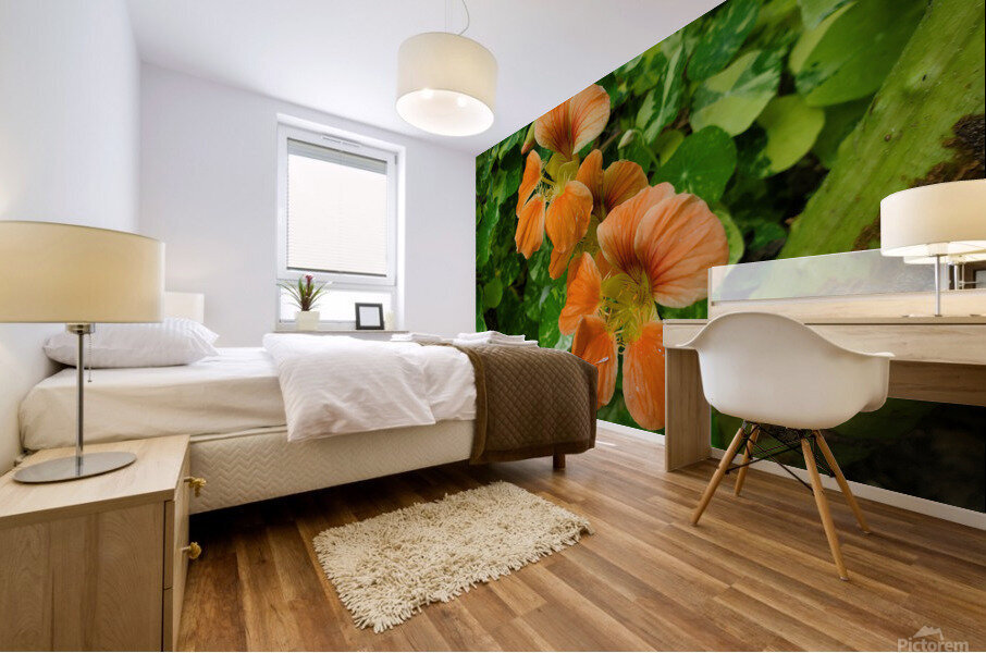 Nasturtium peach Mural print