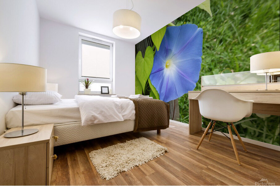 Morning glory Mural print