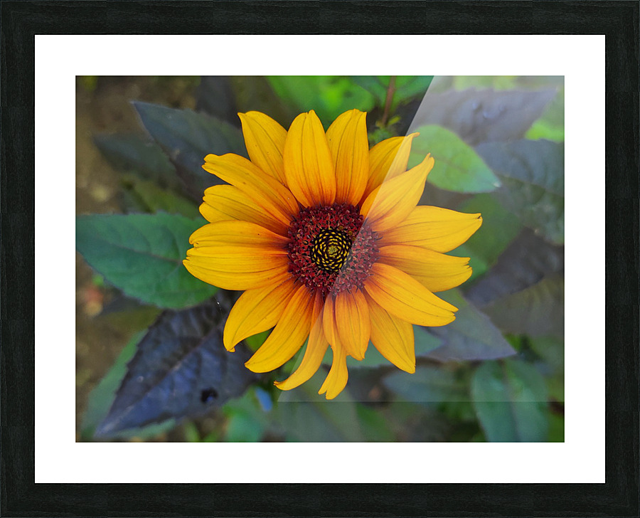 Rustic daisy flower 2 Picture Frame print