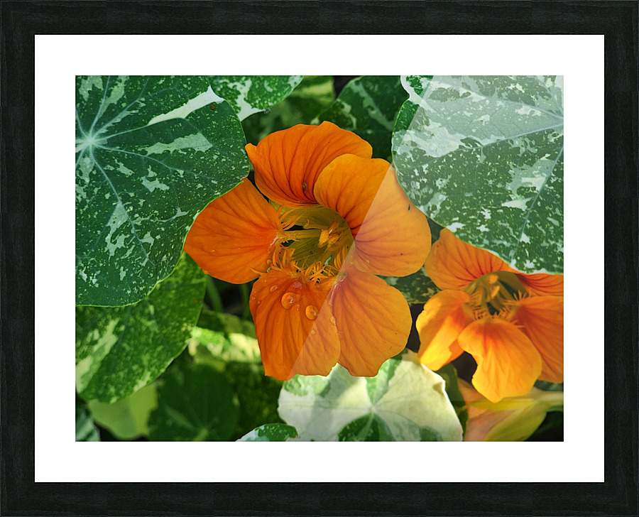 Orange nasturtium 2 Picture Frame print