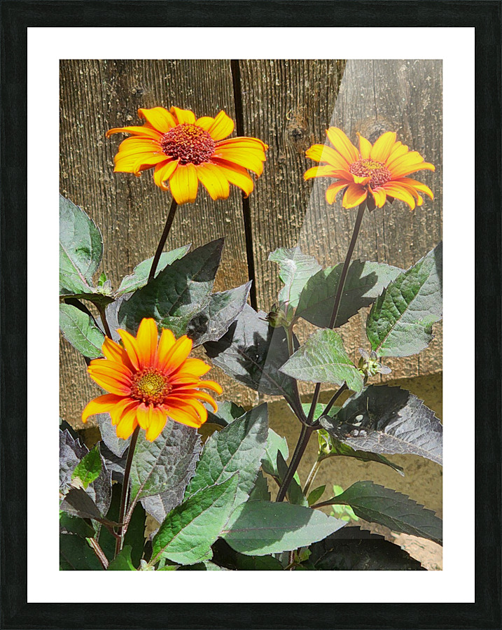 Rustic daisy Picture Frame print
