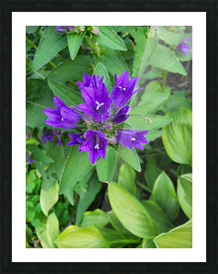 Purple flower Picture Frame print