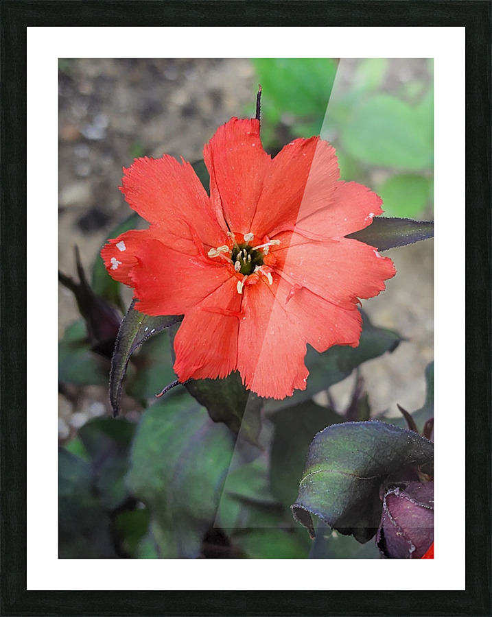 Coral flower Picture Frame print