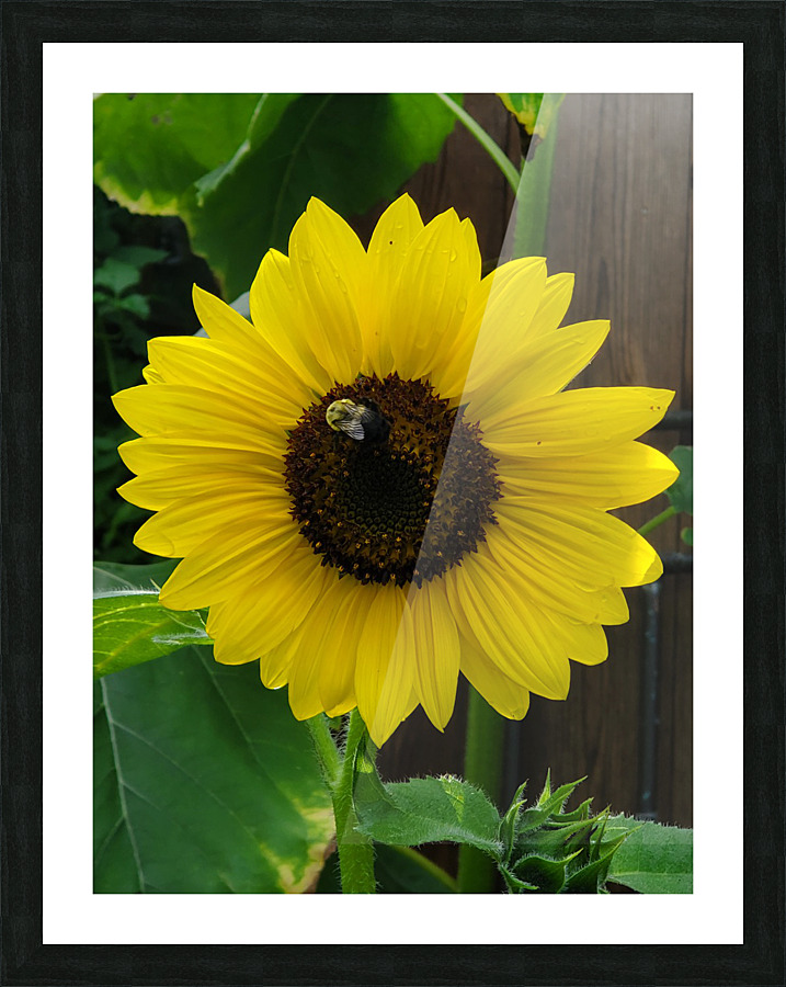 Sunflower with bumblebee Picture Frame print