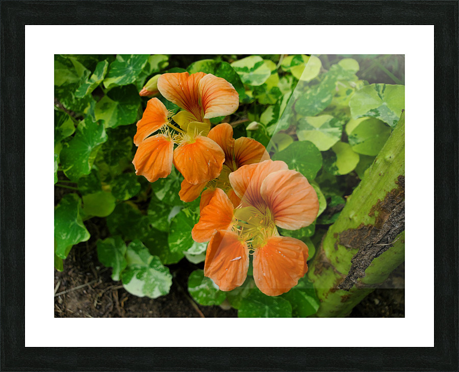 Nasturtium peach Picture Frame print