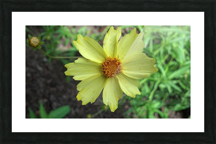 Yellow flower Picture Frame print