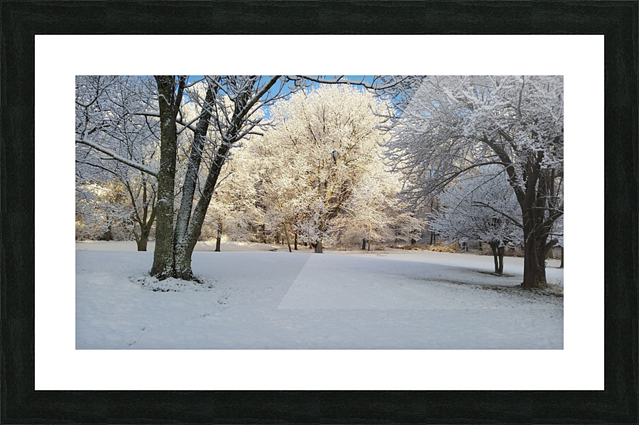 Ice on tree Picture Frame print