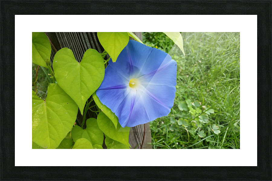 Morning glory Picture Frame print