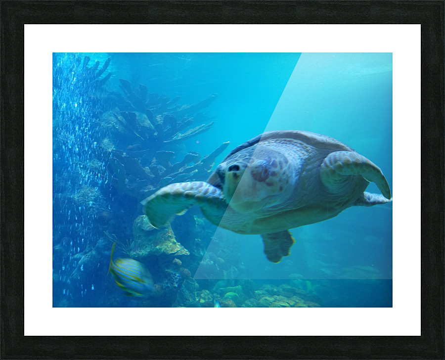 Seaturtle  Picture Frame print