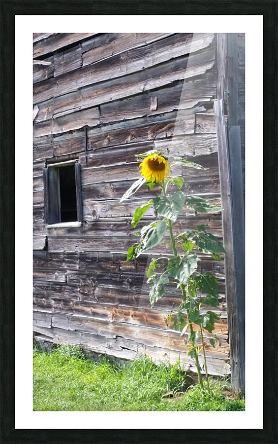 Sunflower & antique barn Picture Frame print