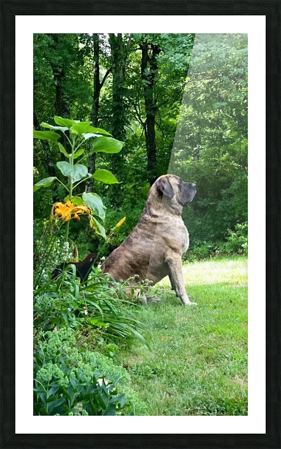 Mastiff pose Picture Frame print