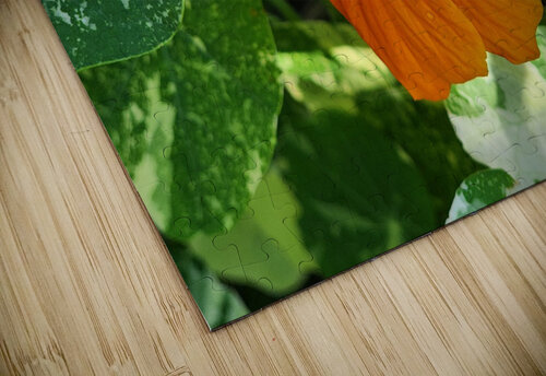 Orange nasturtium 2 TheStableLabel puzzle
