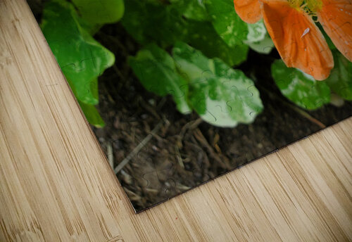 Nasturtium peach TheStableLabel puzzle