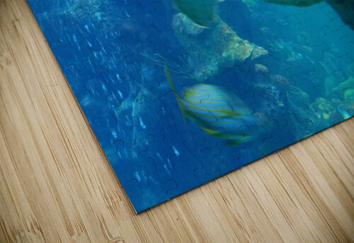 Seaturtle  TheStableLabel puzzle