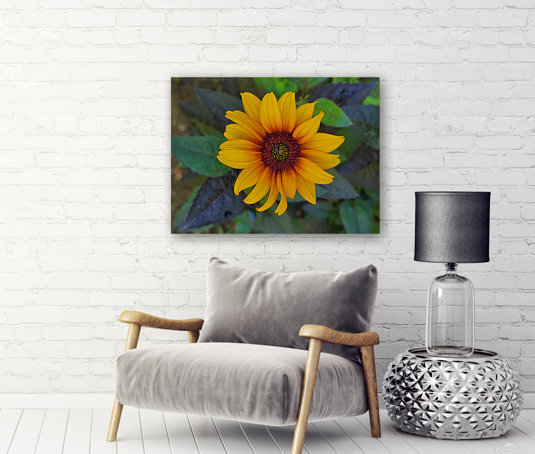 Rustic daisy flower 2 Reproduction