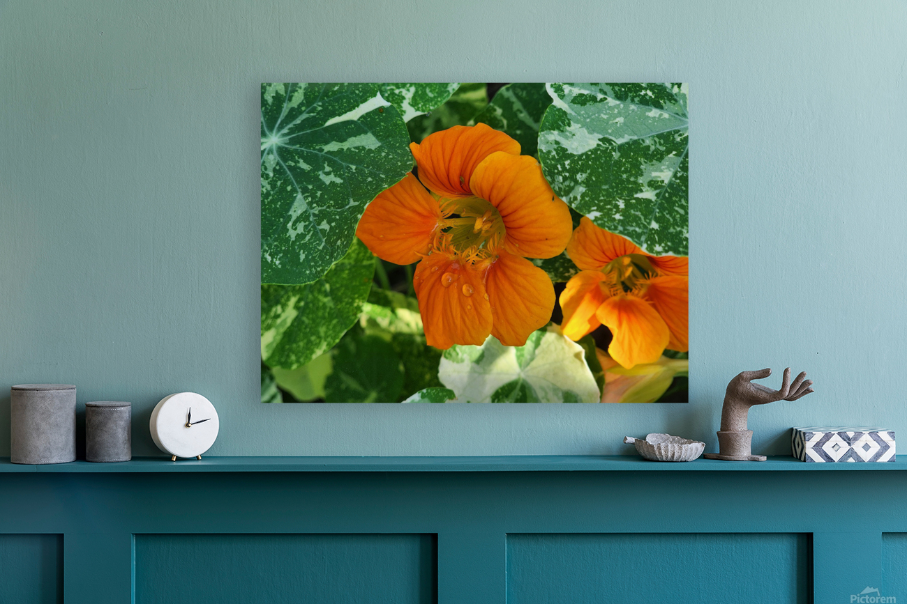 Orange nasturtium 2 Reproduction