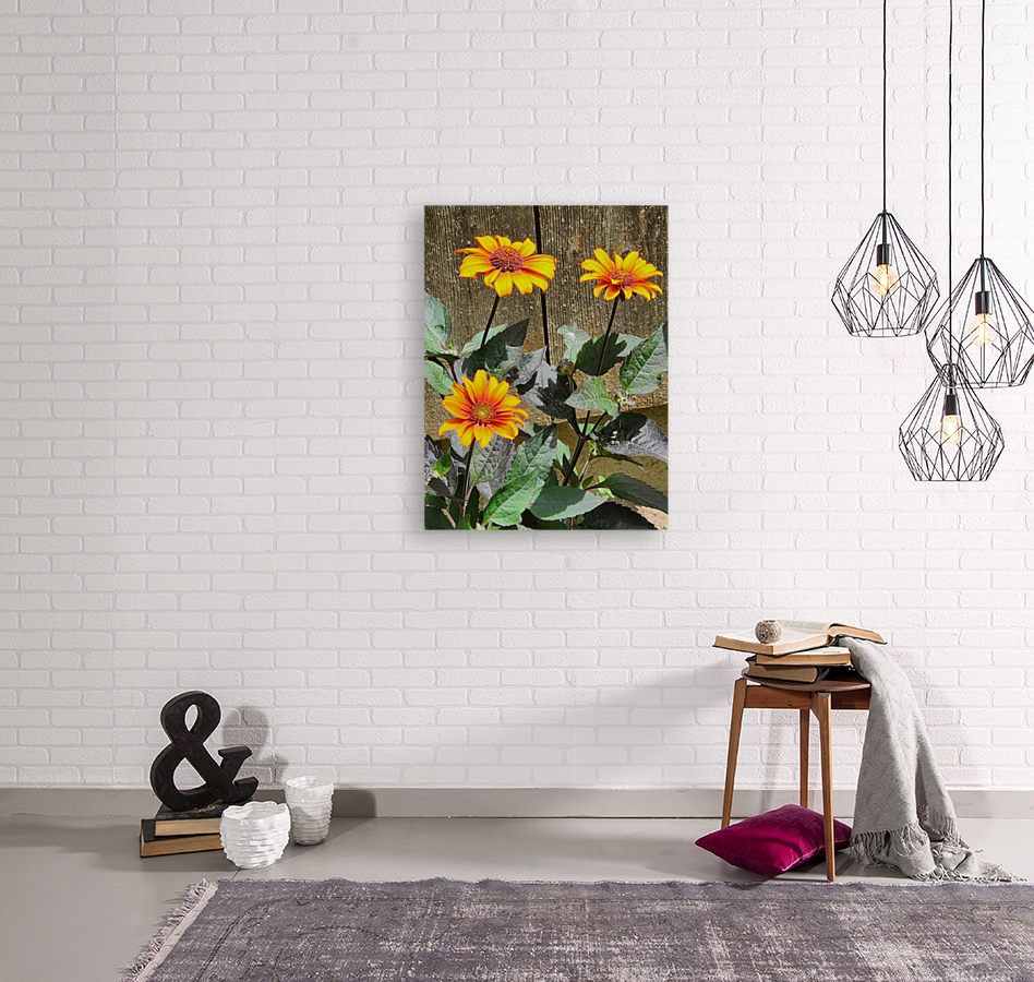 Rustic daisy Reproduction
