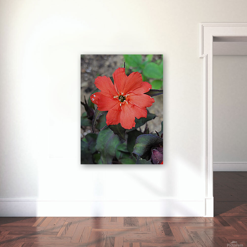 Coral flower Reproduction
