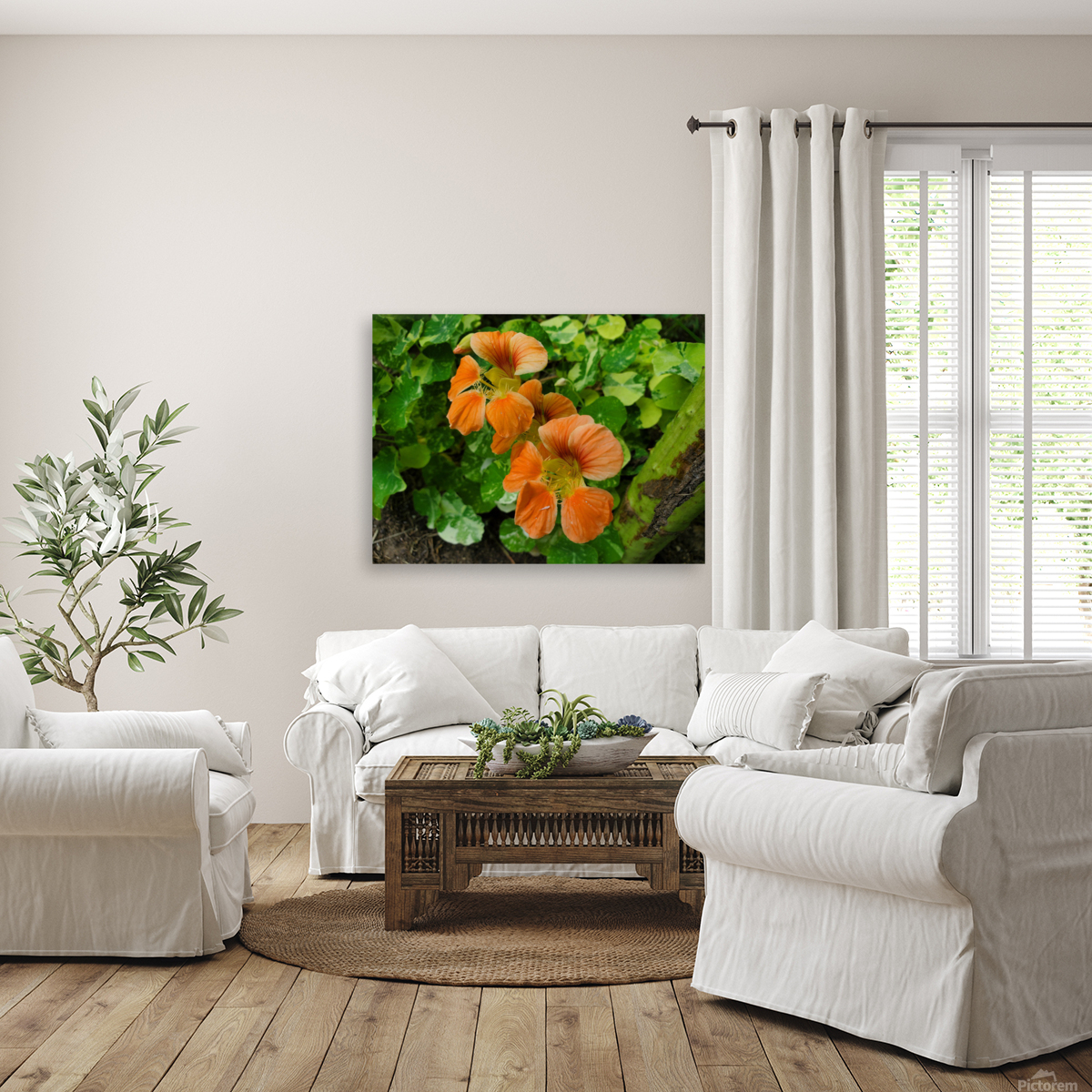 Nasturtium peach Reproduction