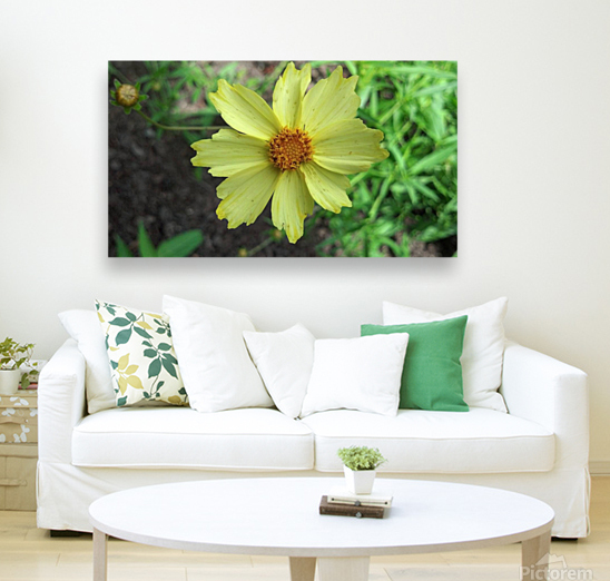 Yellow flower Reproduction