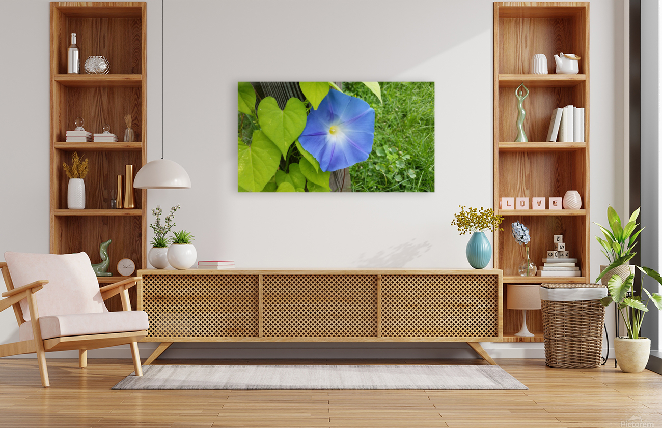 Morning glory Reproduction