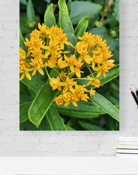 Yellow butterfly bush by TheStableLabel