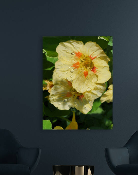 Pale yellow nasturtium flower  by TheStableLabel