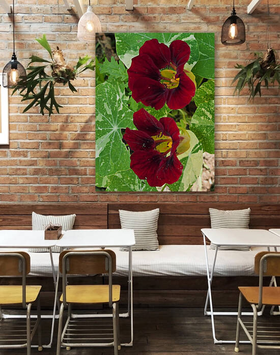 Burgundy nasturtium flower by TheStableLabel