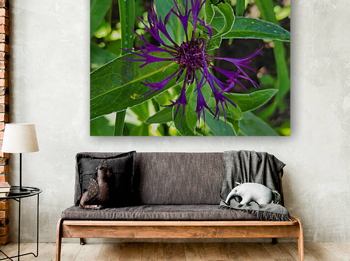 Purple spider flower by TheStableLabel