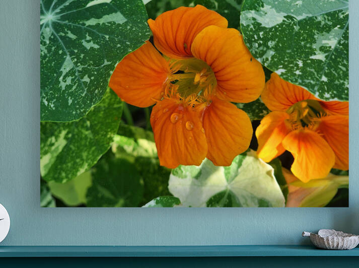 Orange nasturtium 2 by TheStableLabel