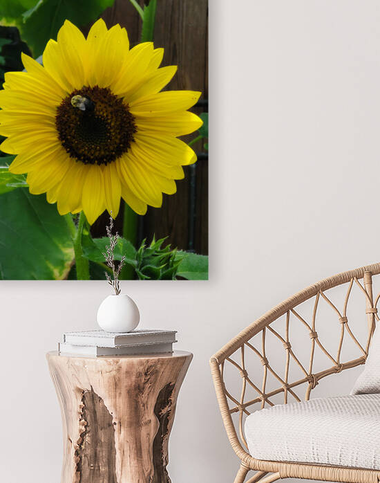 Sunflower with bumblebee by TheStableLabel