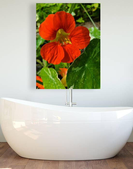 Nasturtium orange red by TheStableLabel