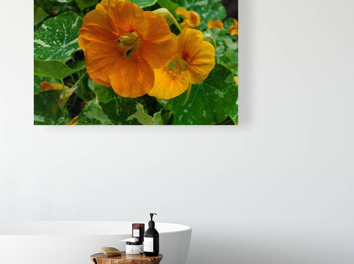 Nasturtium flower orange by TheStableLabel