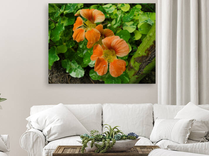 Nasturtium peach by TheStableLabel