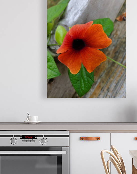 Thunbergia daisy vine by TheStableLabel