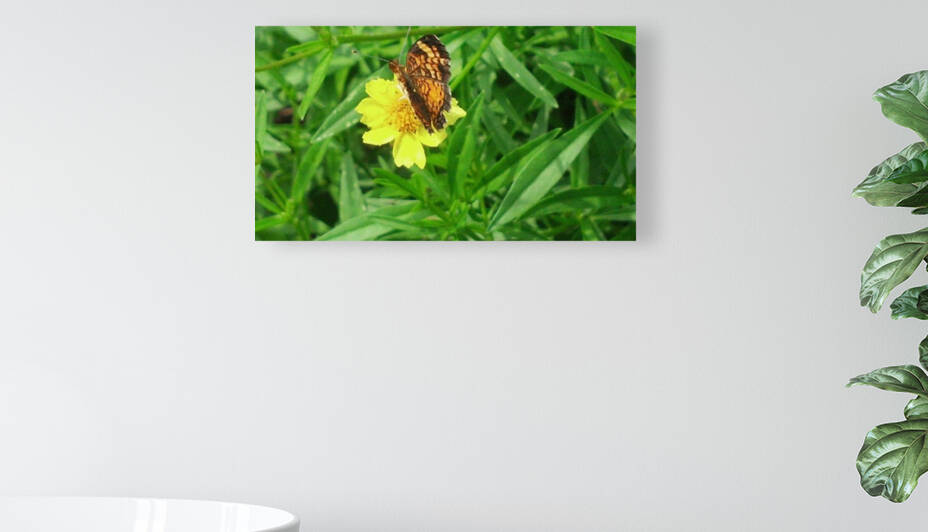 Butterfly on yellow flower by TheStableLabel